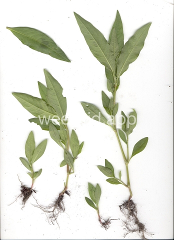 smartweed, pale